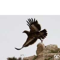 گونه عقاب صحرایی Aquila nipalensis